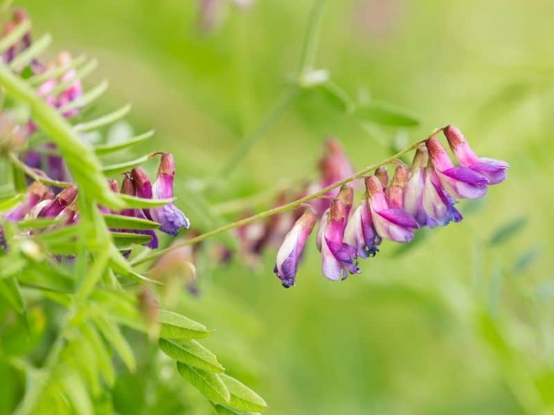 vetch flowers