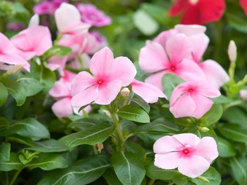 pink vinca flowers