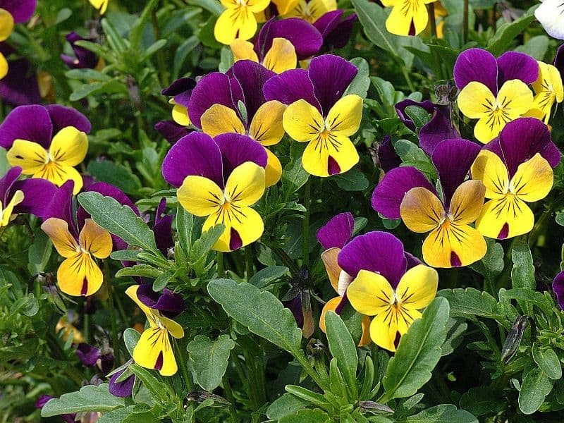 viola sp