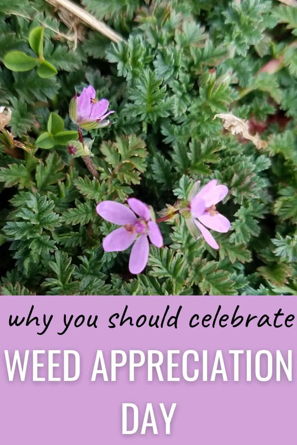 Why should you celebrate weed appreciation day?