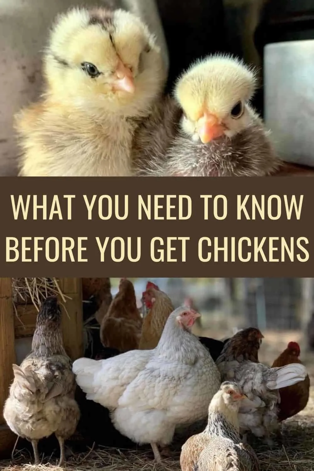 What you need to know before you get chickens