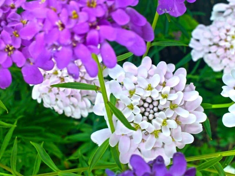 sweet alyssum flowers in white and purple