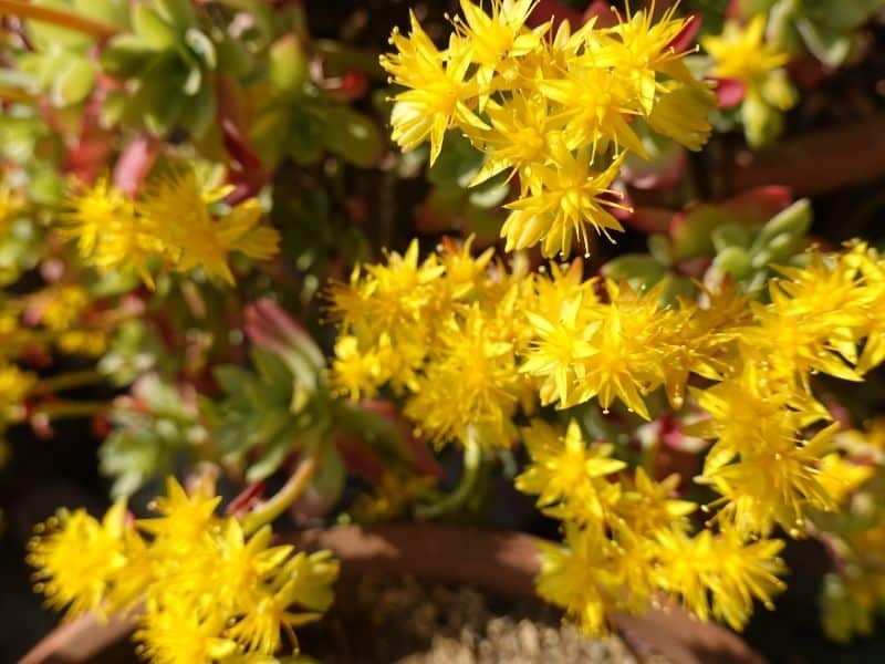 yellow sedum flowers