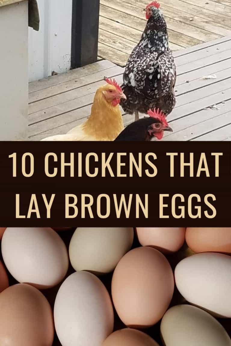 10 Best Brown Egg Laying Chicken Breeds