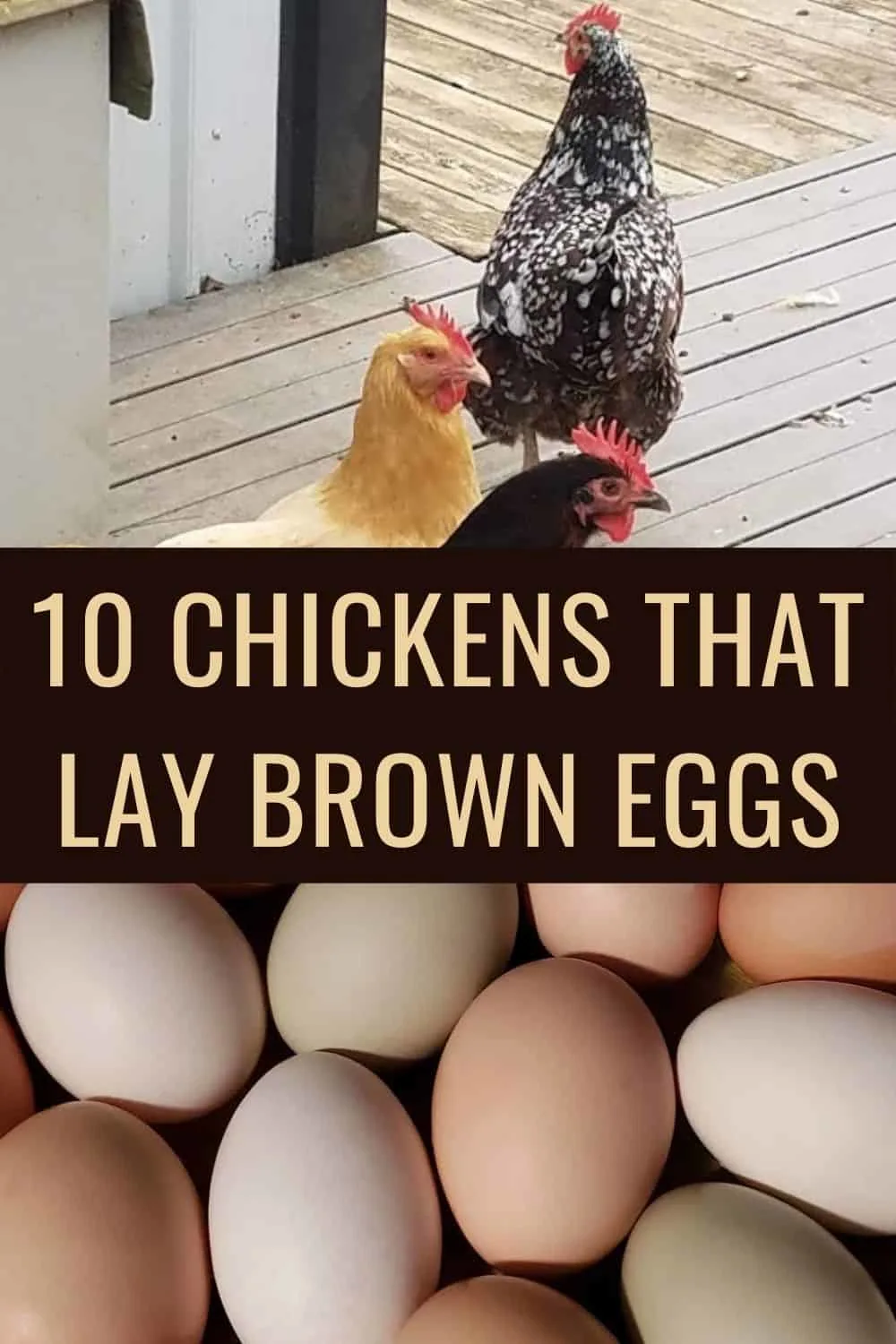 10 chickens that lay brown eggs