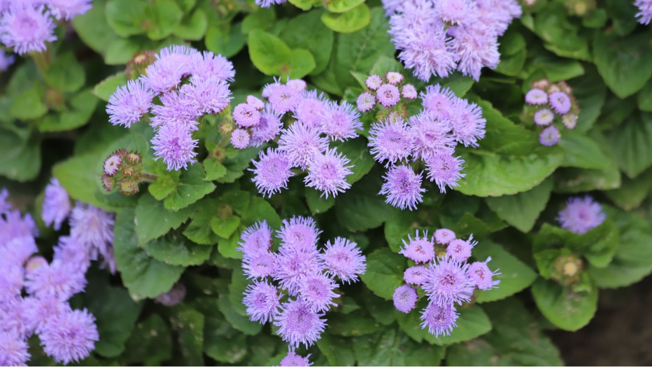 Ageratum houstonianum or floss flower many blue flowers with green