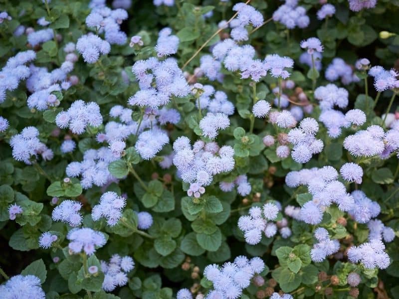 Ageratum flowers