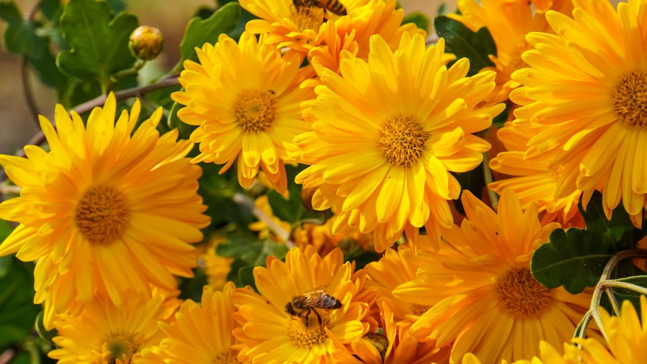 Bright Chrysanthemum indicum Linn flowers in garden background.