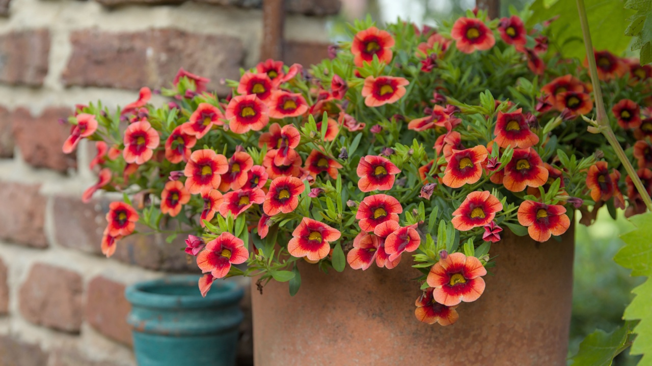 Calibrachoa in a flowerpot with a red brick wall and green leaves in the garden