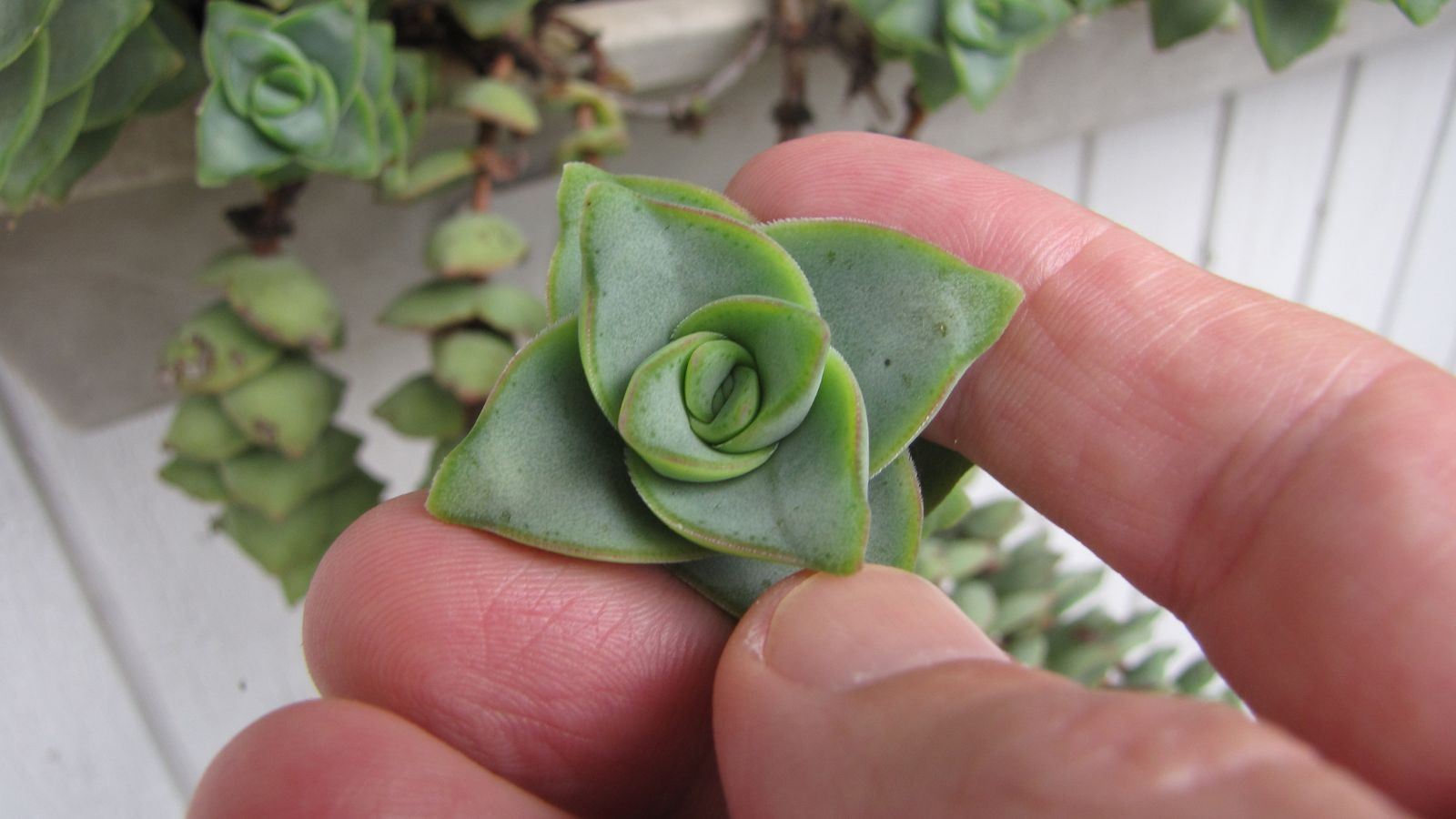 Hand holding a Crassula Perforata (string of buttons) plant.
