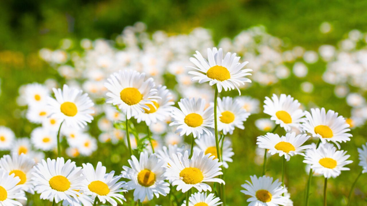 Flower of garden or medicinal chamomile (Matricaria recutita). The concept of naturalness. Wallpaper, poster with a natural background.
