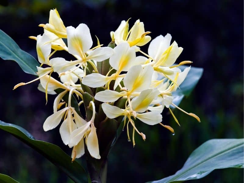 Hedychium flavescens - yellow ginger flowers