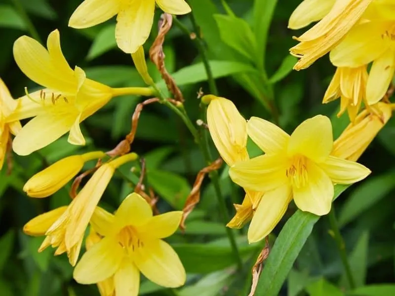 Hemerocallis lilioasphodelus - yellow dailily flowers