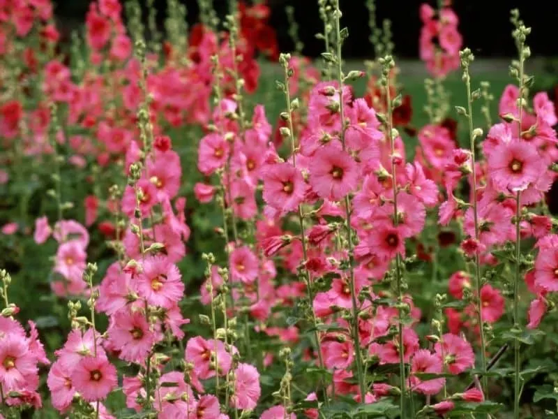 Hollyhocks garden