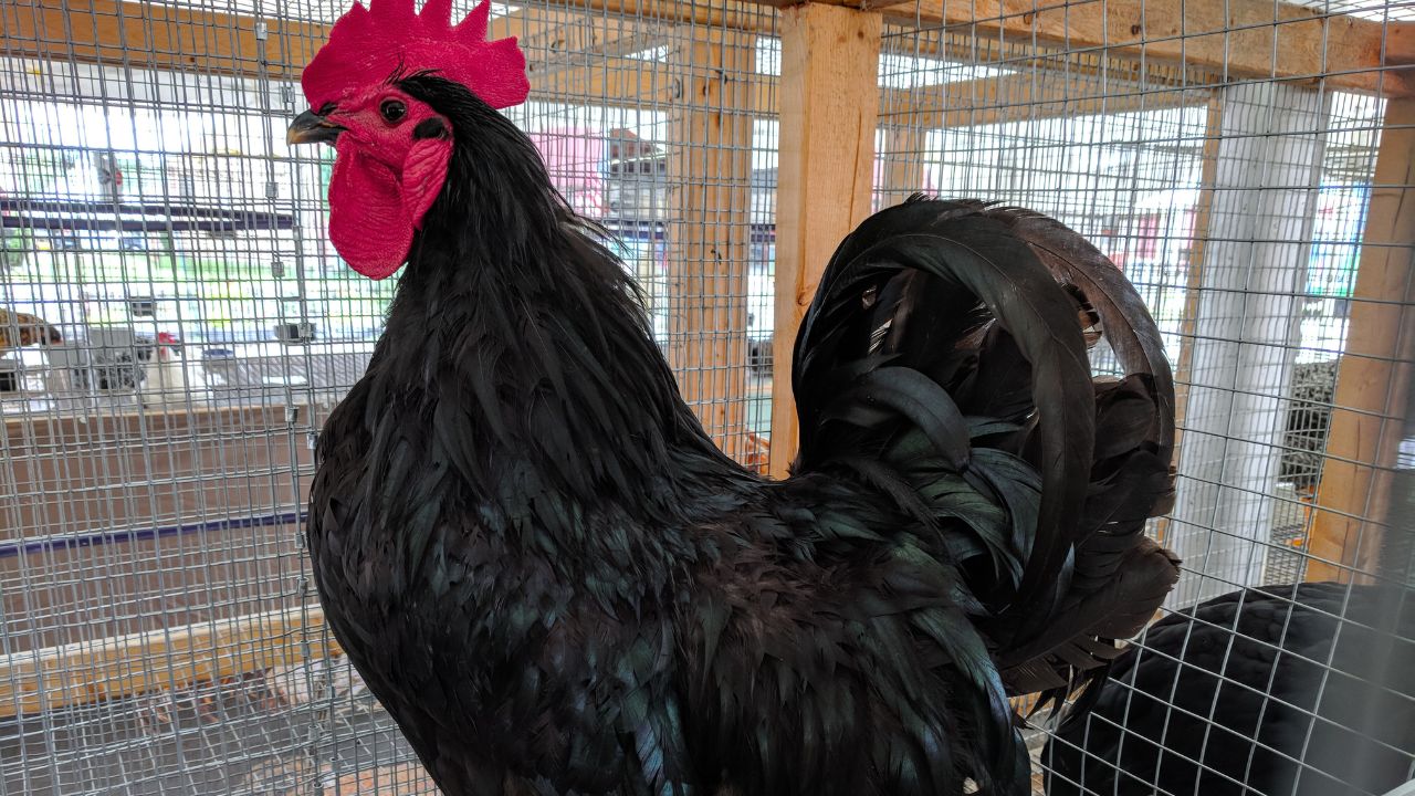 Jersey Giant cockerel at the 2018 enOntario County, New York County Fair