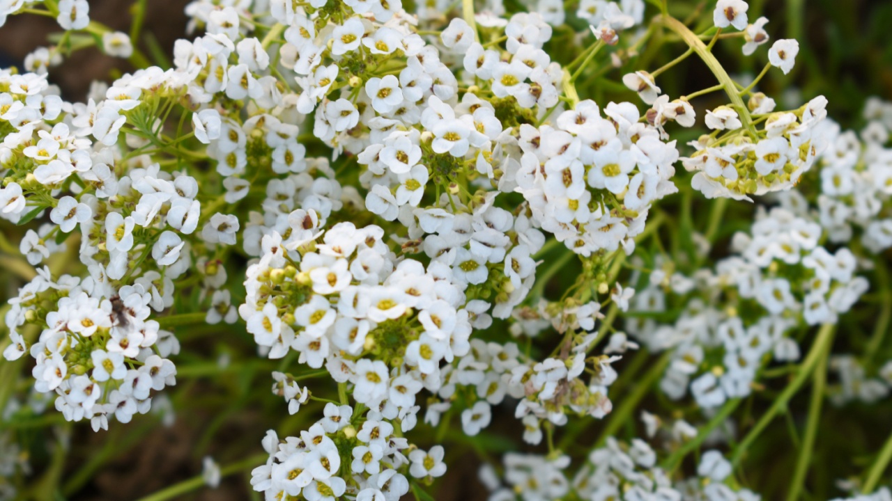 Lobularia maritima, commonly known as sweet alyssum