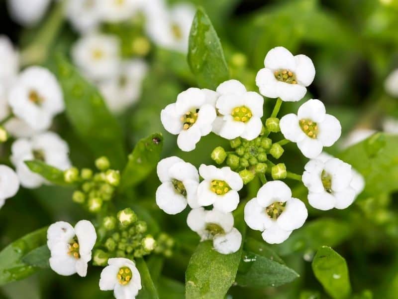 Lobularia flowers