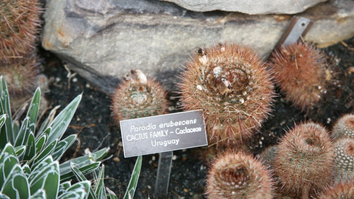 parodia erubescnens cactus.