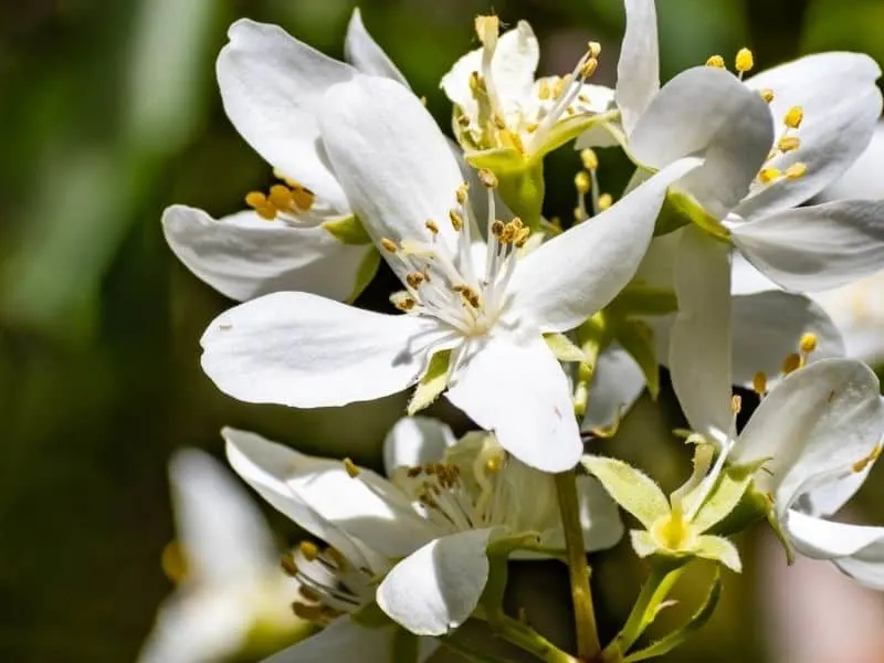 Philadelphus lewisii white flowers
