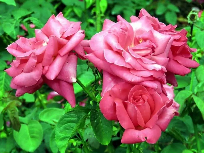 Rosa American Beauty