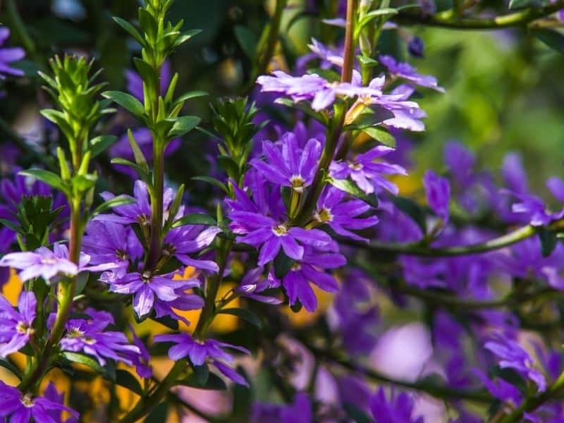 Scaevola flowers