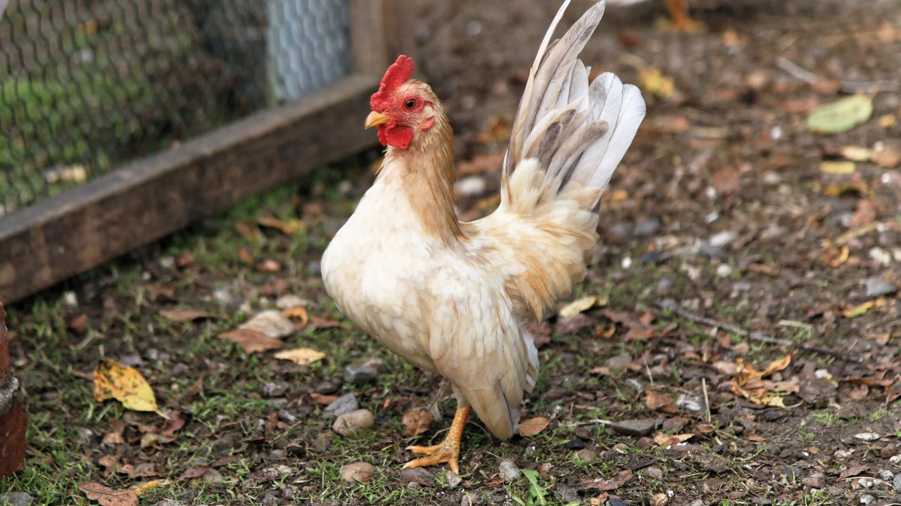 Serama rooster in Kluse (Emsland)