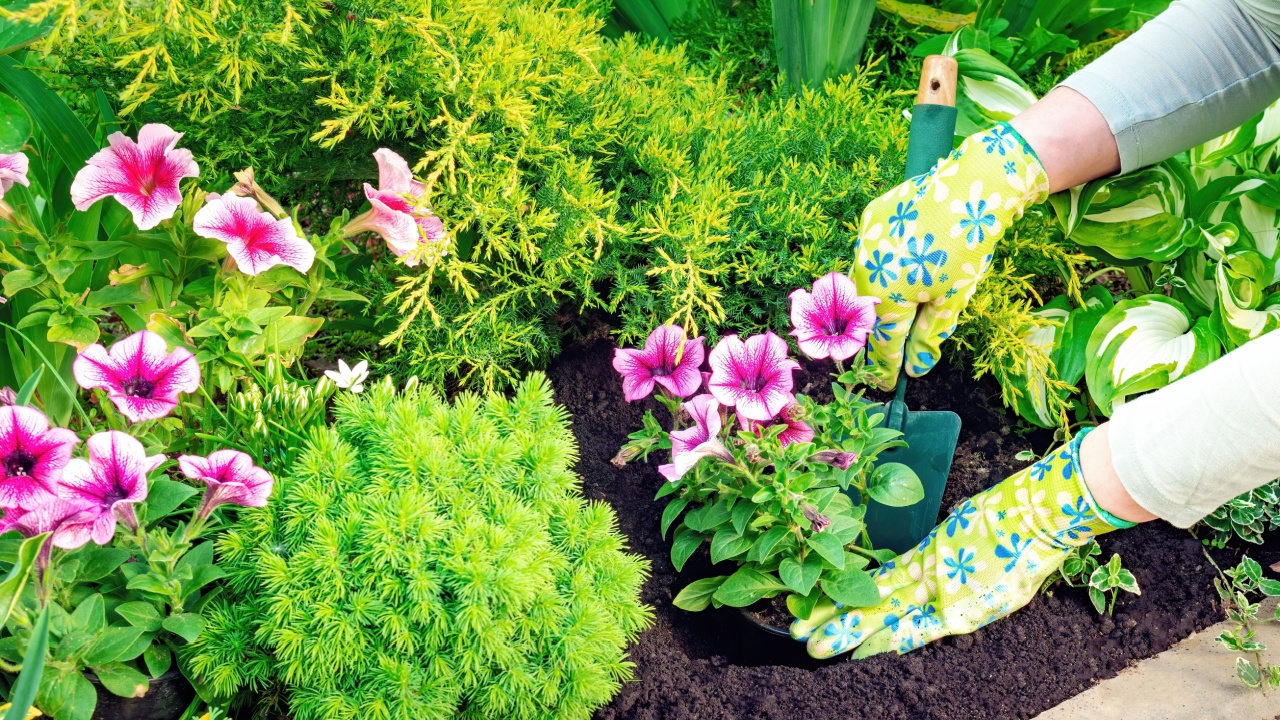 A woman in gardening gloves is planting flowering petunia seedlings in black soil with hand trowel. Gardening and landscaping work on the neat flower bed in spring.