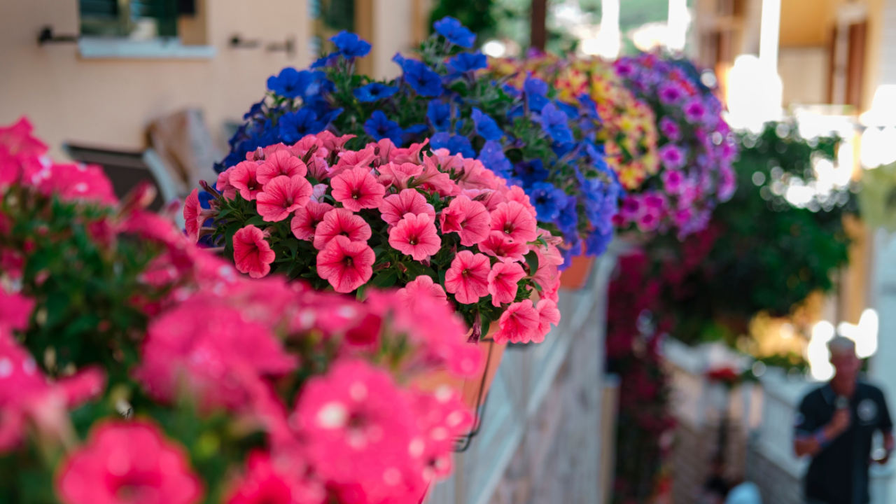 petunias in pots on a balcony
