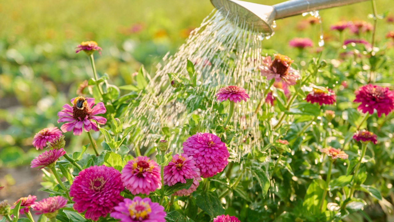Close-up of watering can in hands watering zinnia flowers in summer garden