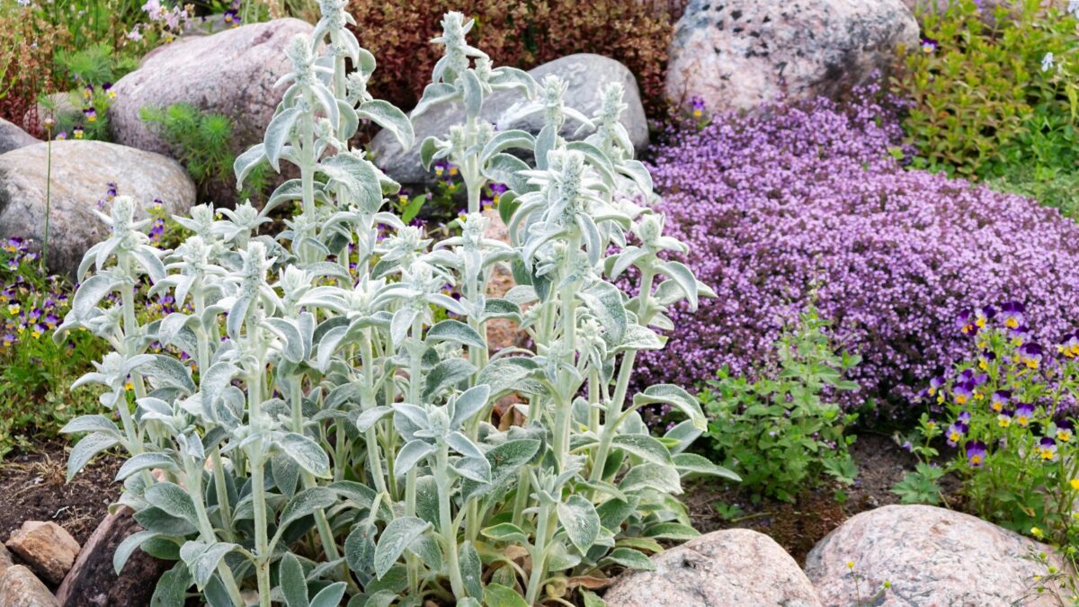 Stachys Byzantina - lamb's ear plants in a rock garden.