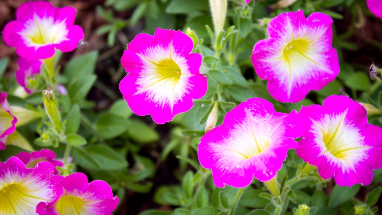 daybreak charm supertunia summer flowers