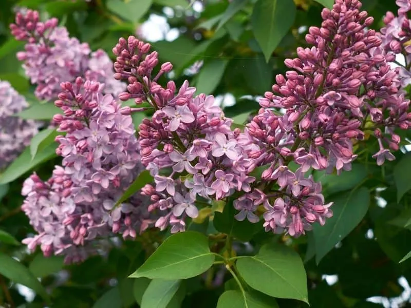 Syringa vulgaris - lilac flowers