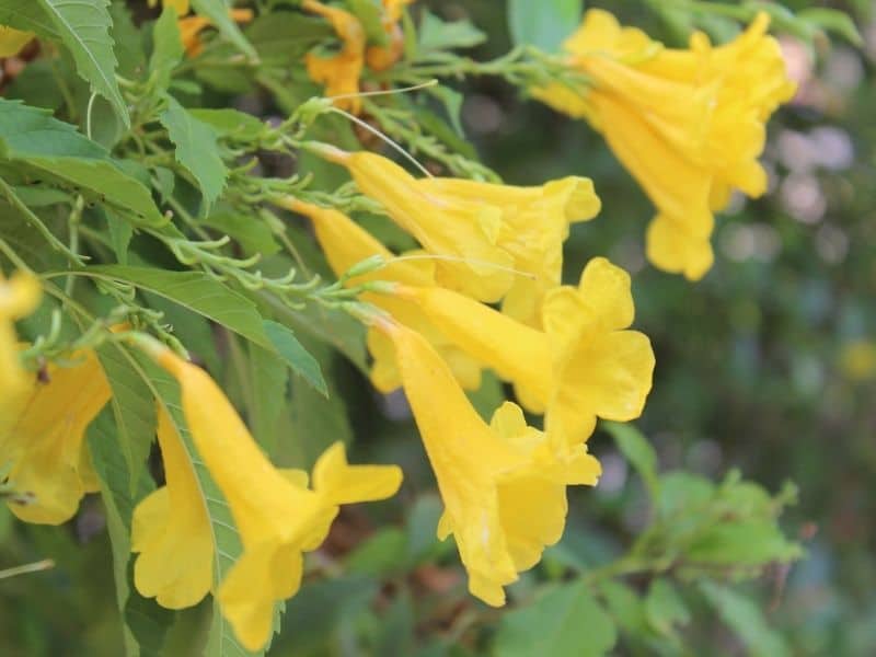 Tecoma stans - trumpet shaped yellow flowers