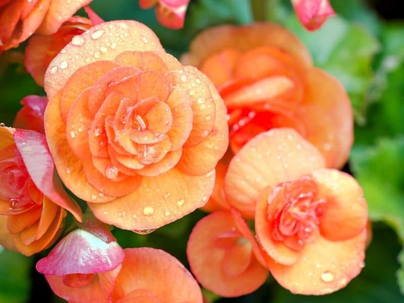 Tuberous Begonias