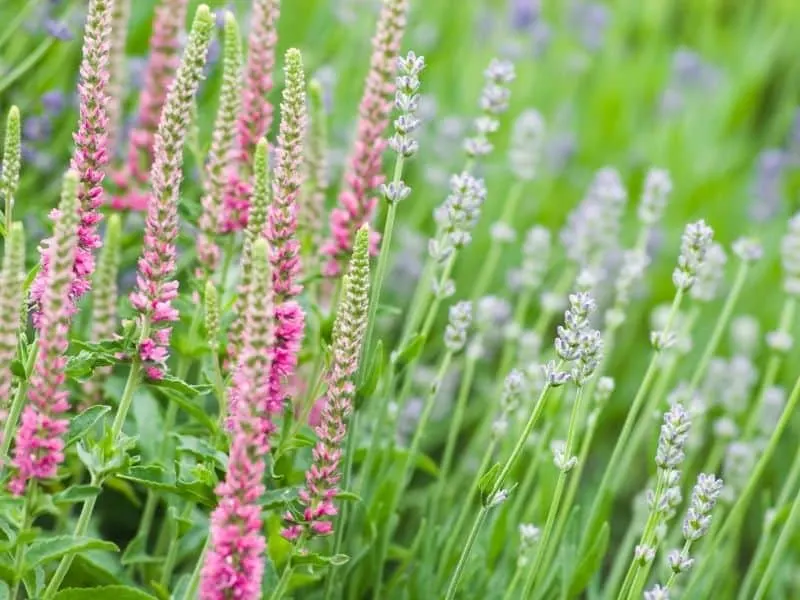 Veronica Spicata flowers