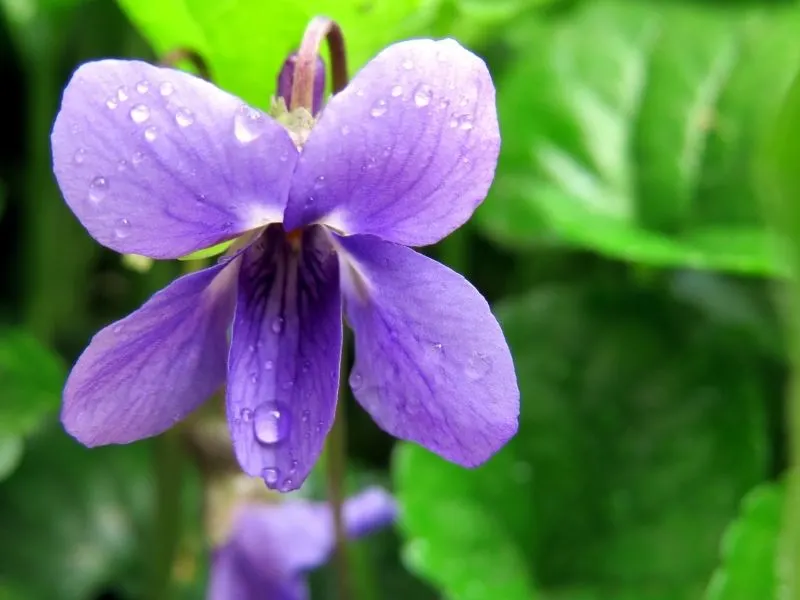 Viola sororia flower