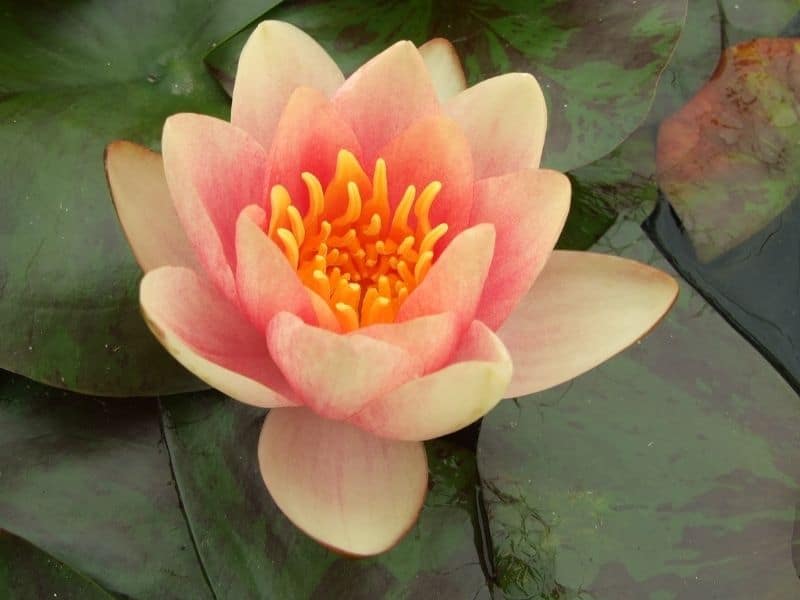 Water lily