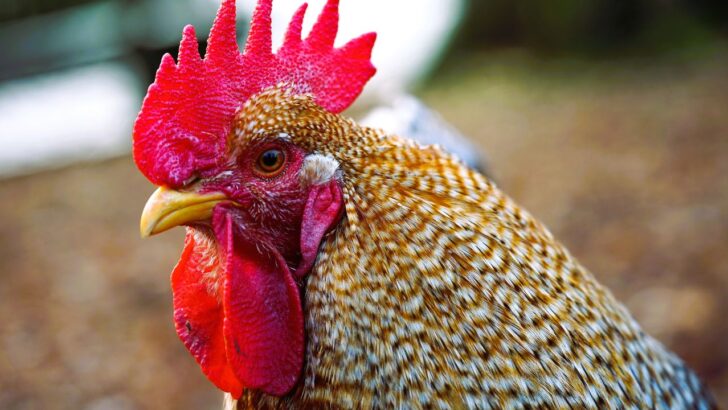 10 Best Brown Egg Laying Chicken Breeds