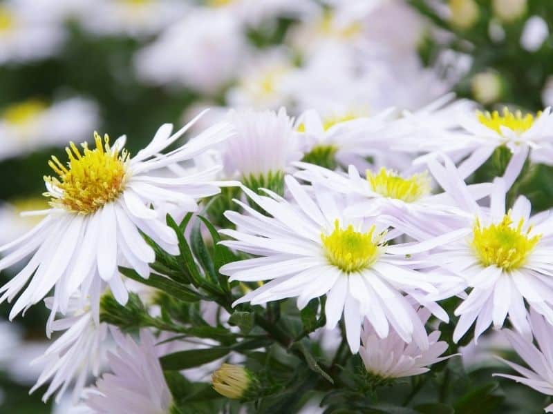 White wood aster