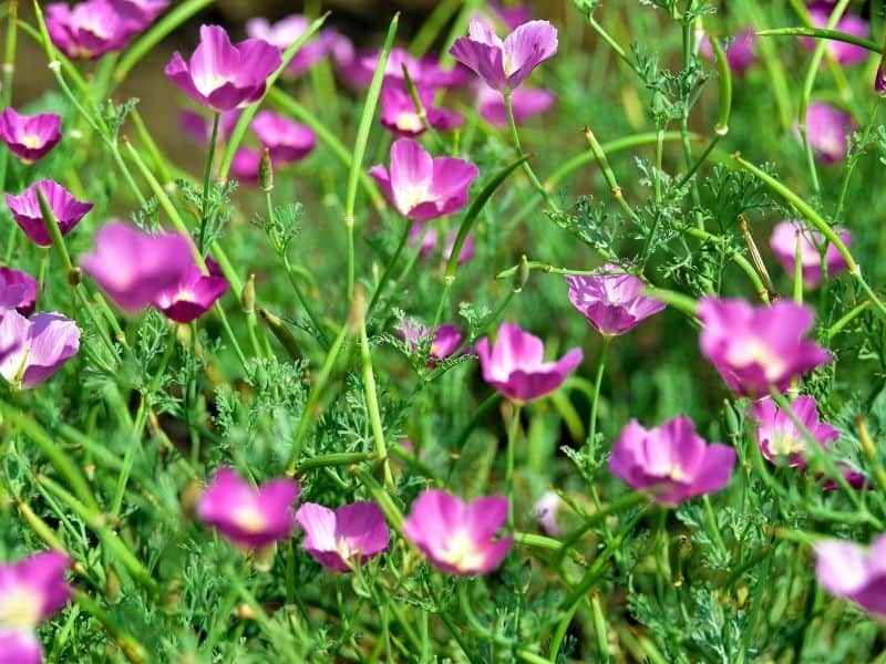 Wine cups flowers