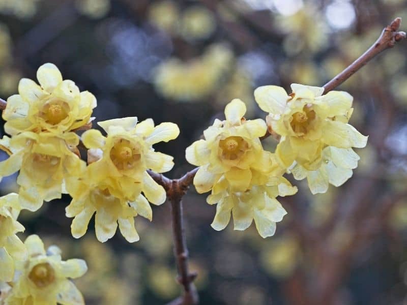 wintersweet flowers