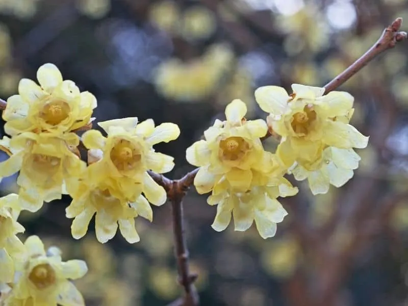 wintersweet flowers