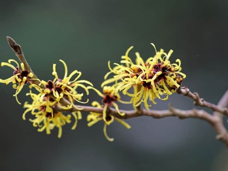 Witch hazel