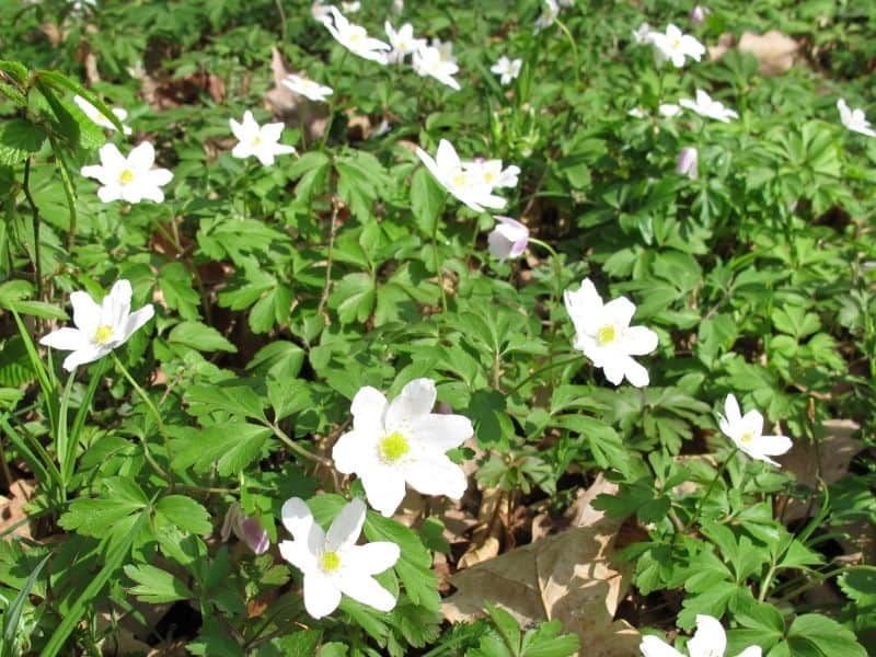 Wood anemone flowers