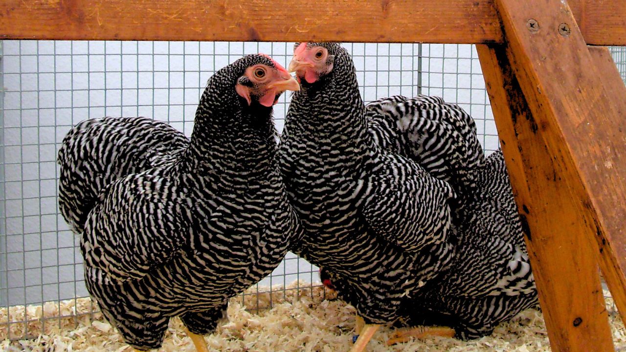 Wyandotte Chicken