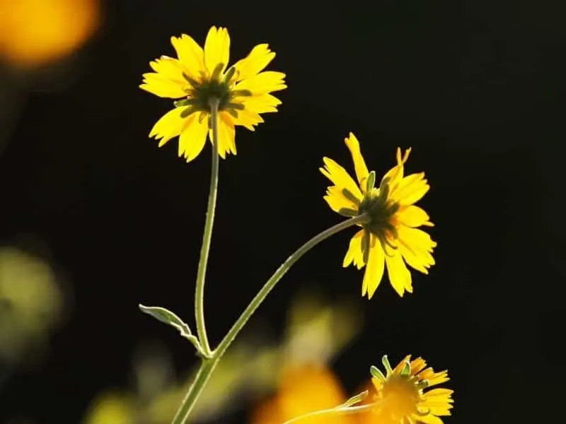 Xanthisma flowers