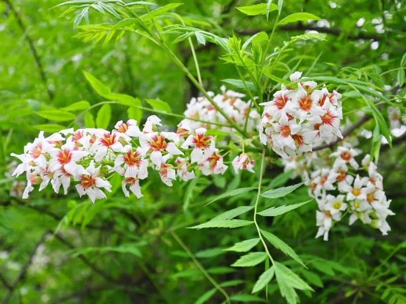 Xanthoceras