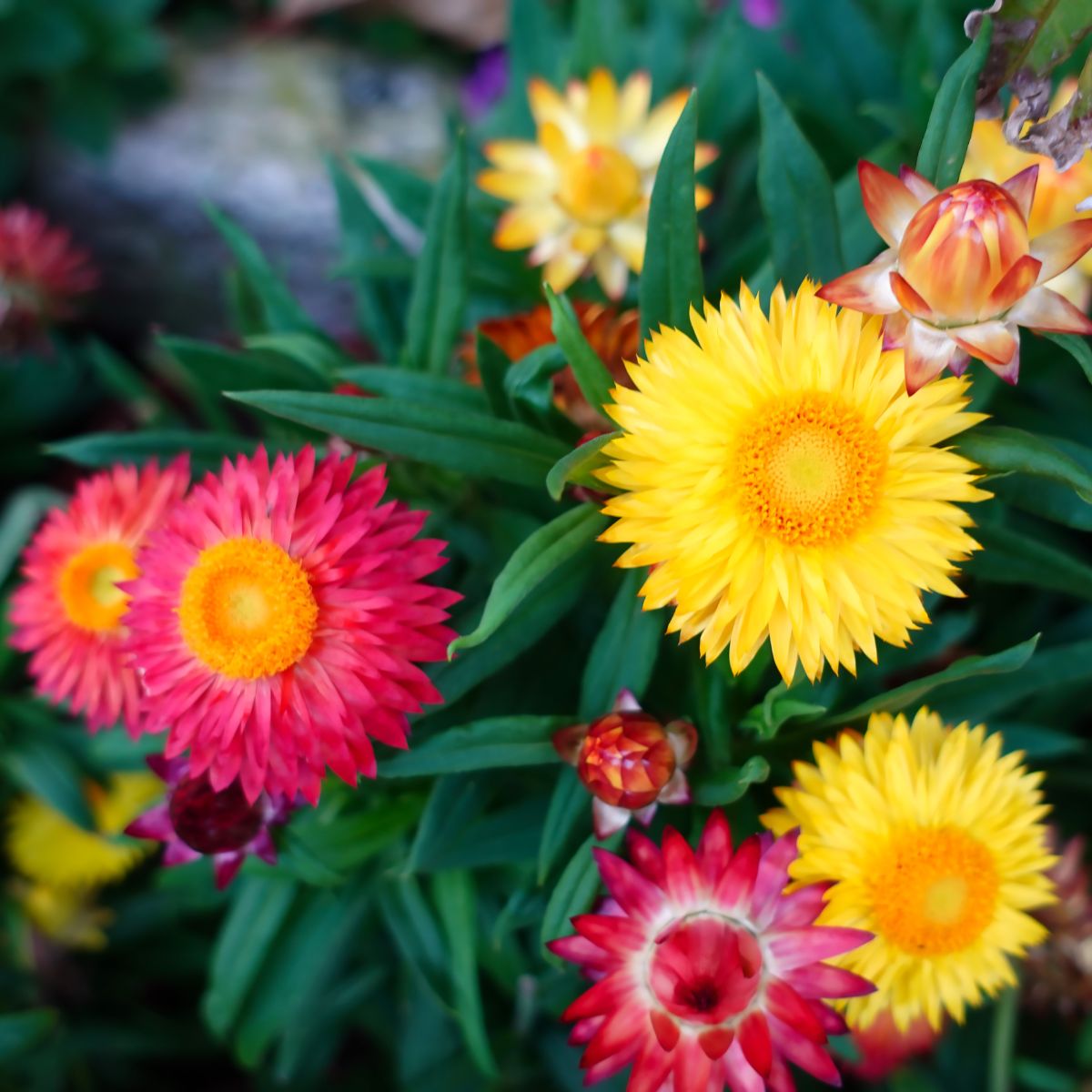 7 Extraordinary Flowers That Start With X