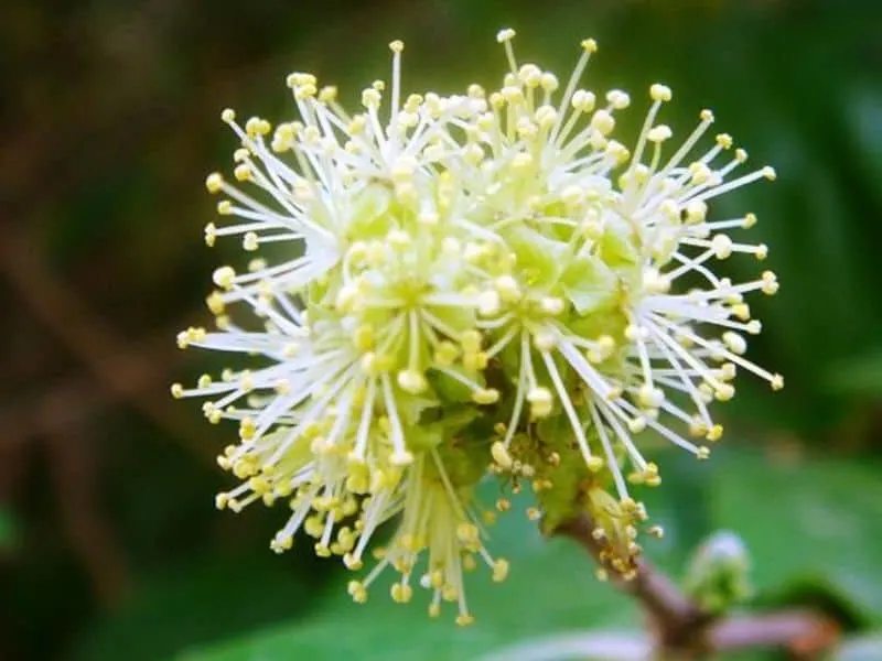 Xylosma flower