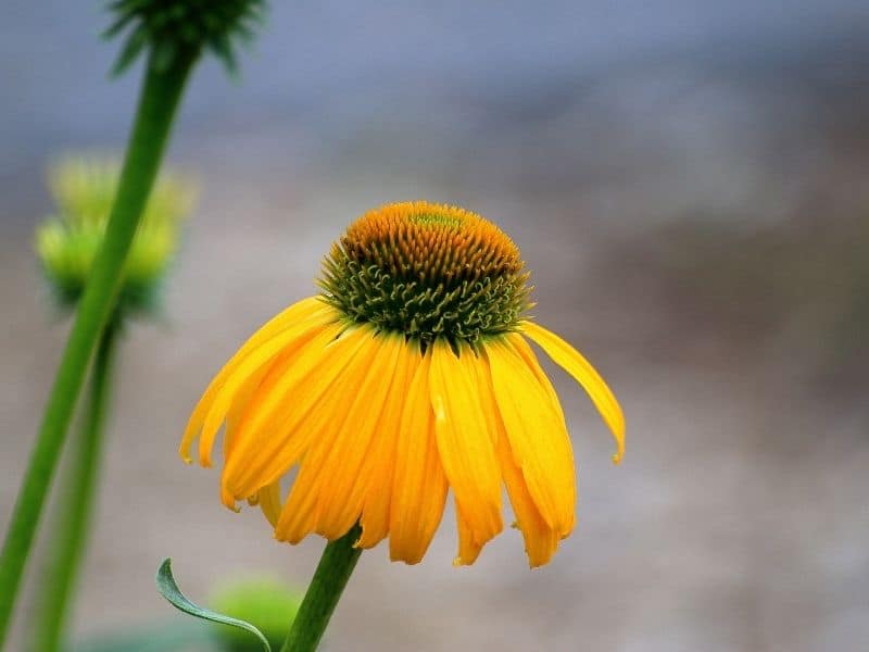 Yellow coneflower